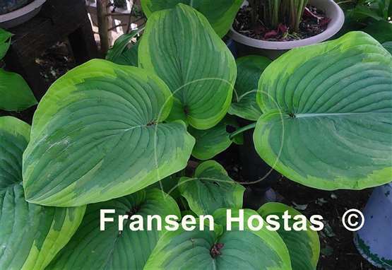 Hosta Dino